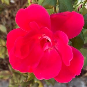 Meet your Posher, Regina